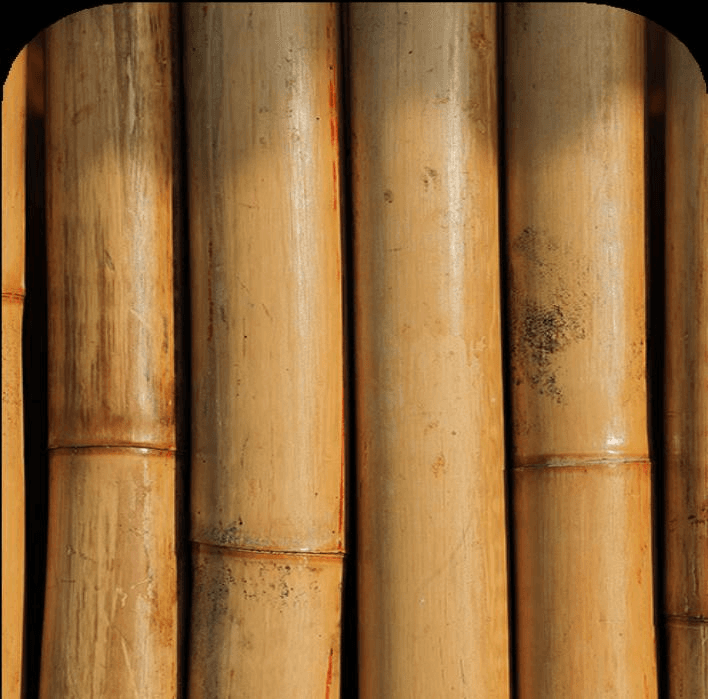 Bamboo